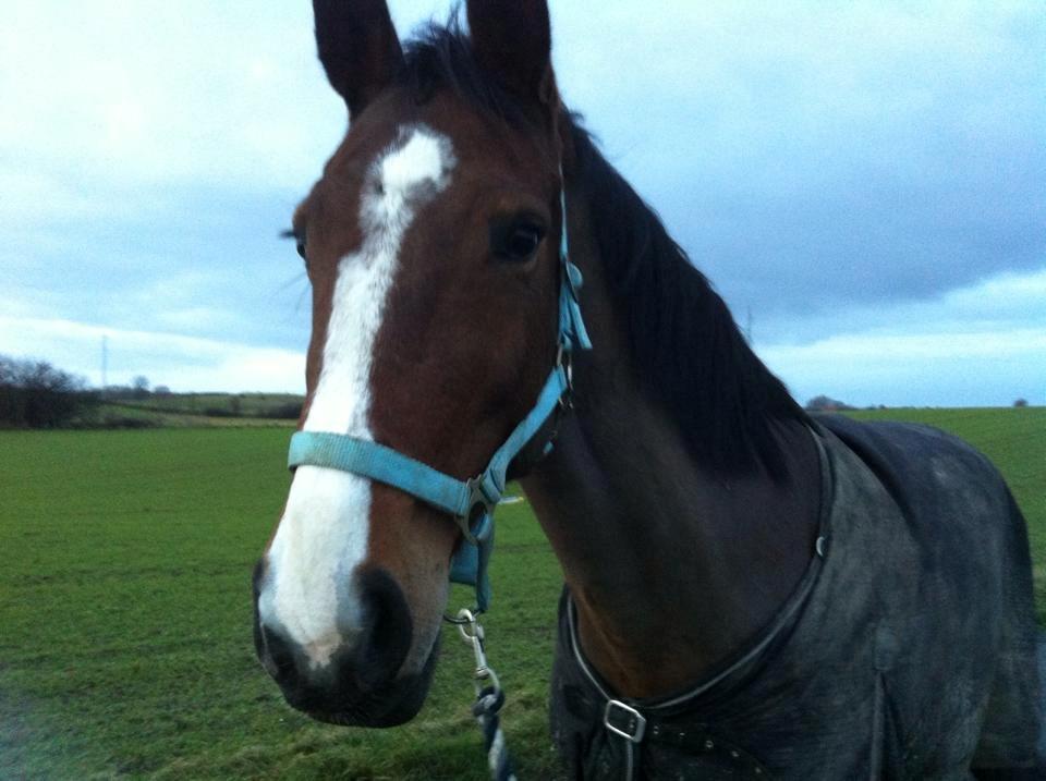 Holstener Landlyst Lámie billede 3