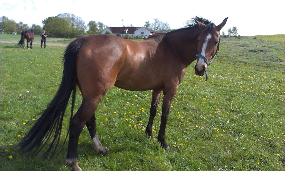 Holstener Landlyst Lámie billede 11