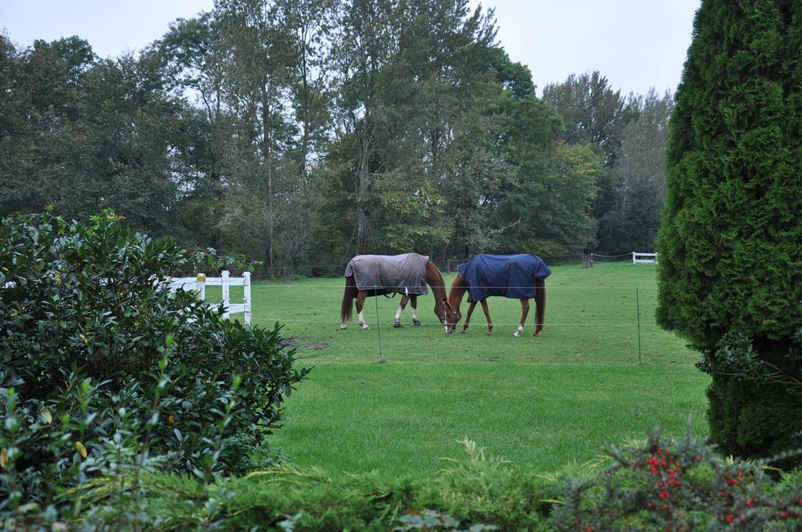 Dansk Varmblod Østerlykkes Frede - Med sin dejlige foldmakker, Bella <3 billede 10
