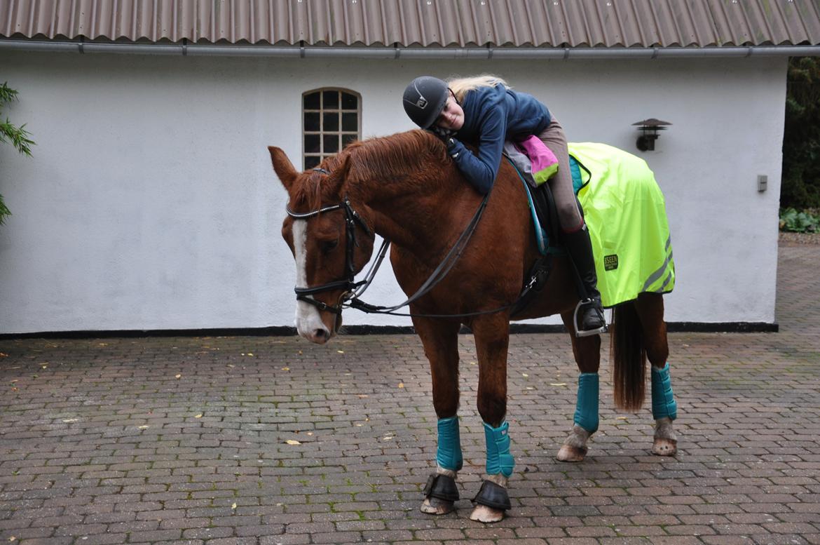 Dansk Varmblod Østerlykkes Frede - Lidt træt efter en god og lang ridetur i regnvejr :) billede 9