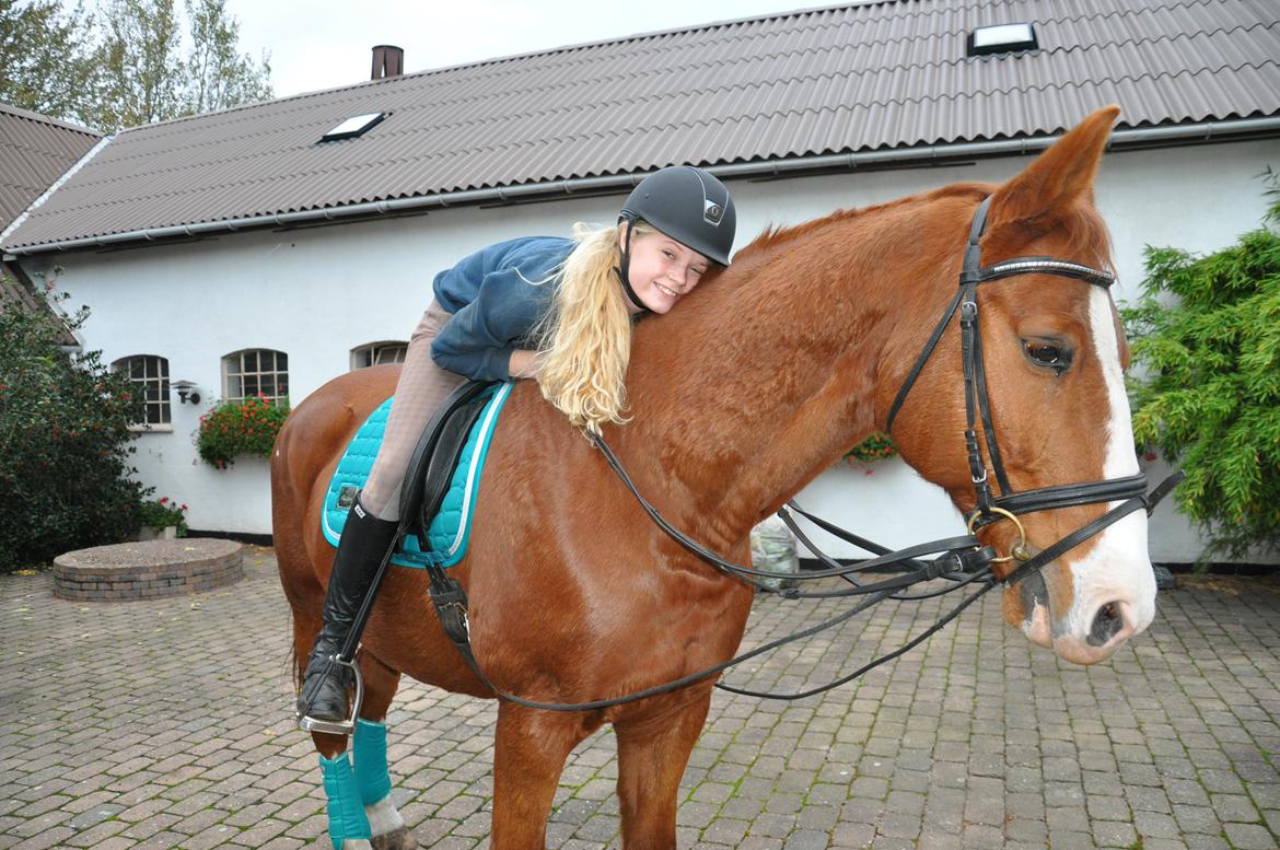 Dansk Varmblod Østerlykkes Frede - Med sit nye sæt fra Rider by Horse - Platinum  billede 11