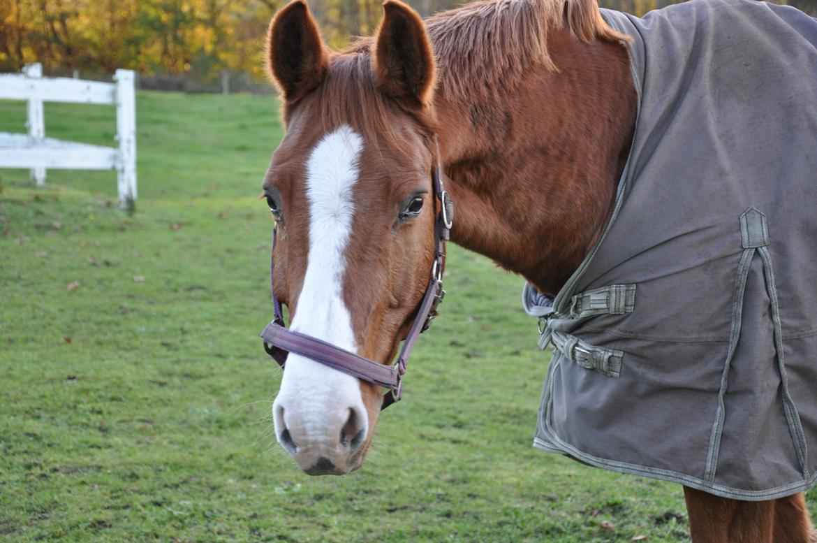 Dansk Varmblod Østerlykkes Frede - Photoshoot på folden! :p billede 16