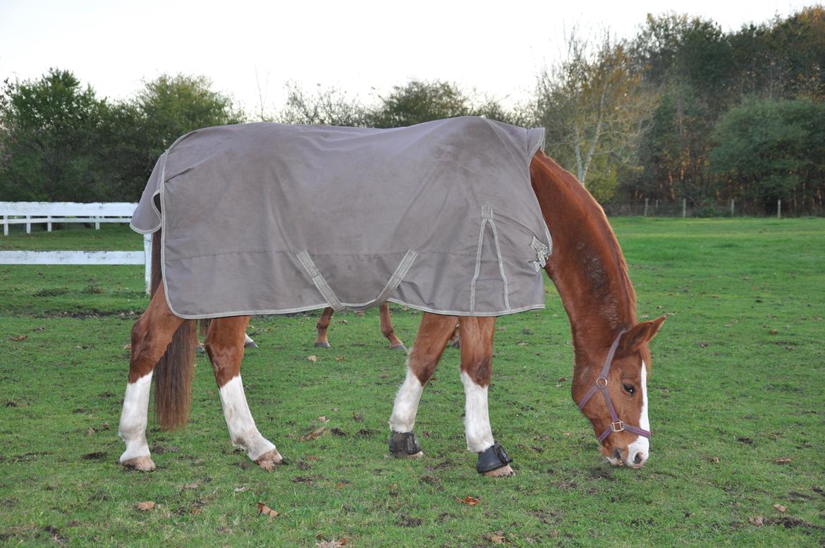 Dansk Varmblod Østerlykkes Frede - Photoshoot på folden! :p billede 17