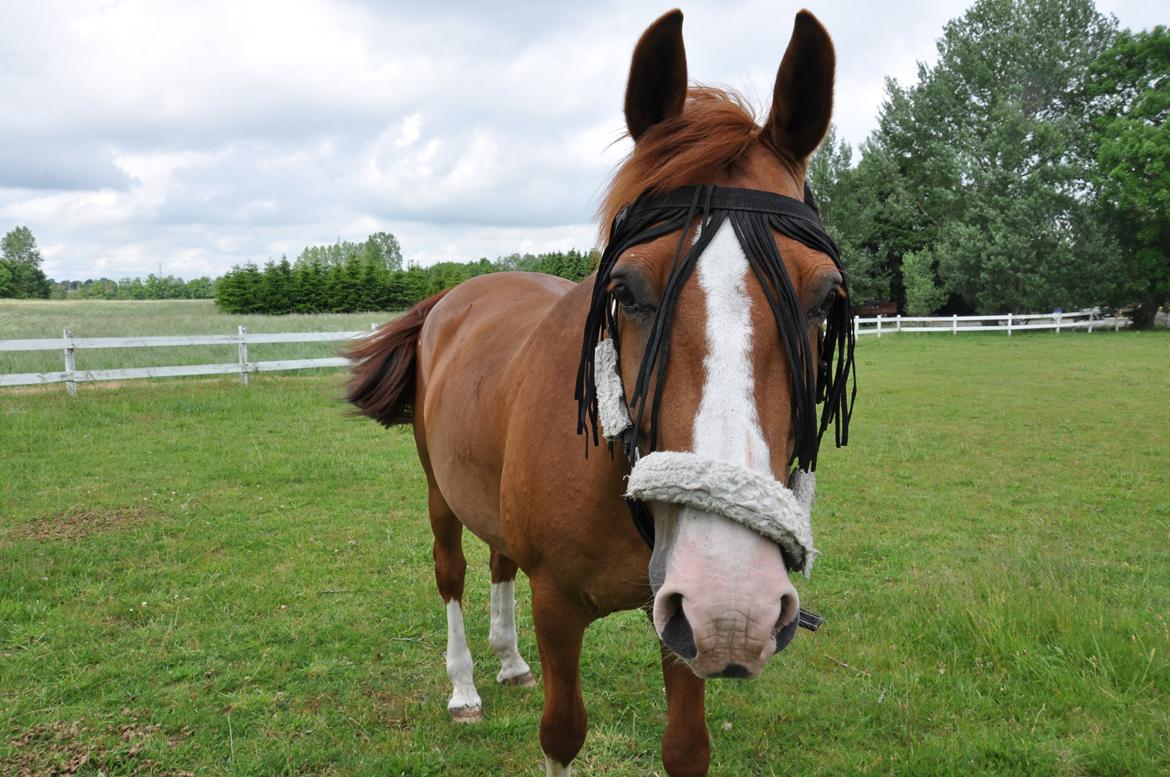 Dansk Varmblod Østerlykkes Frede - Åååh sommerfold, vi savner dig! billede 12