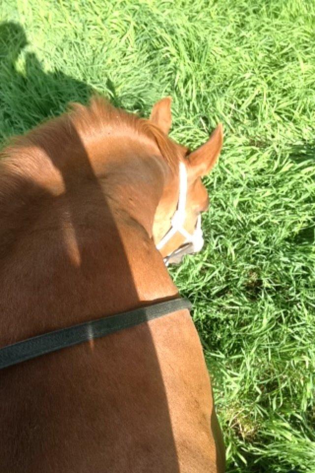 Dansk Varmblod Østerlykkes Frede - Græsser i grime :) billede 13