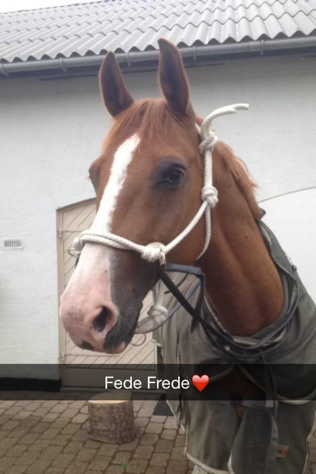 Dansk Varmblod Østerlykkes Frede - Med hjemmelavet rebgrime på billede 14