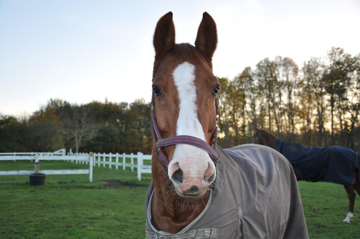 Dansk Varmblod Østerlykkes Frede - Photoshoot på folden! :p billede 15