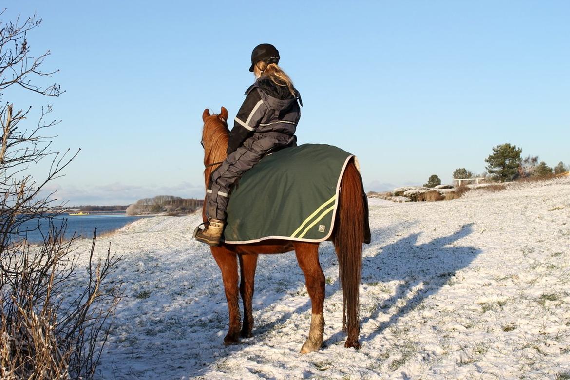 Anden særlig race Axel billede 49