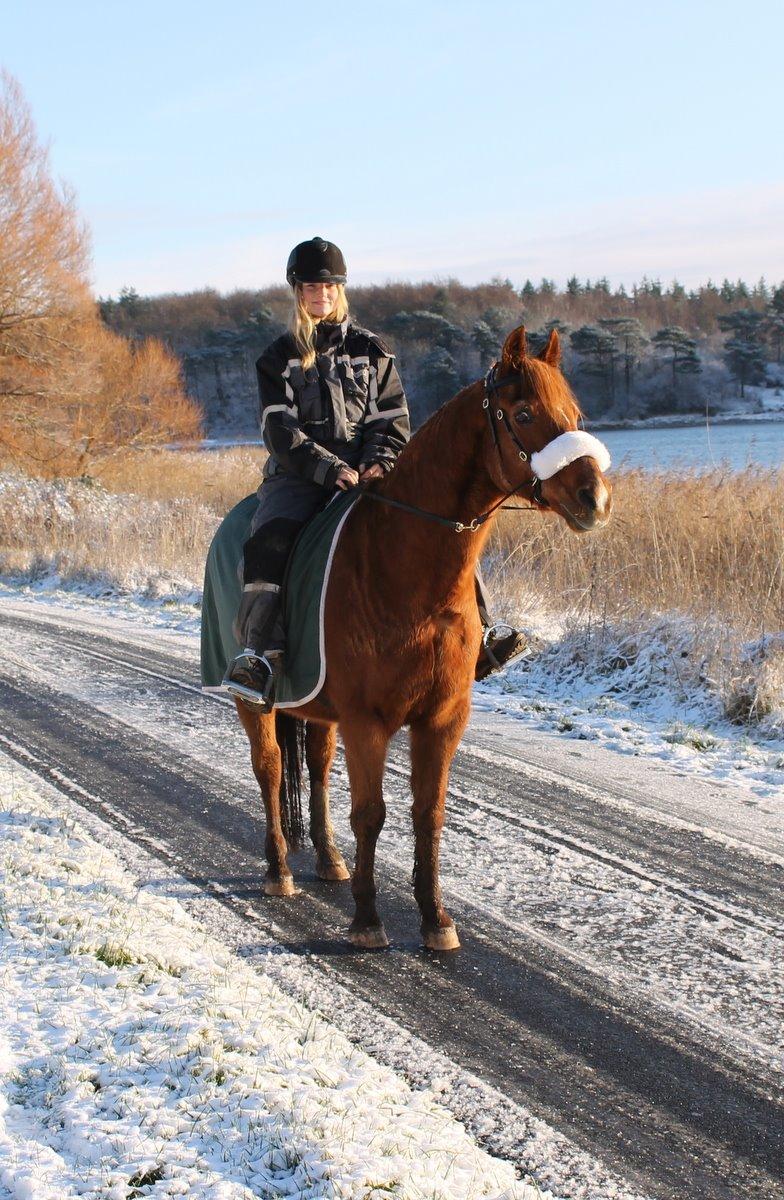 Anden særlig race Axel billede 12