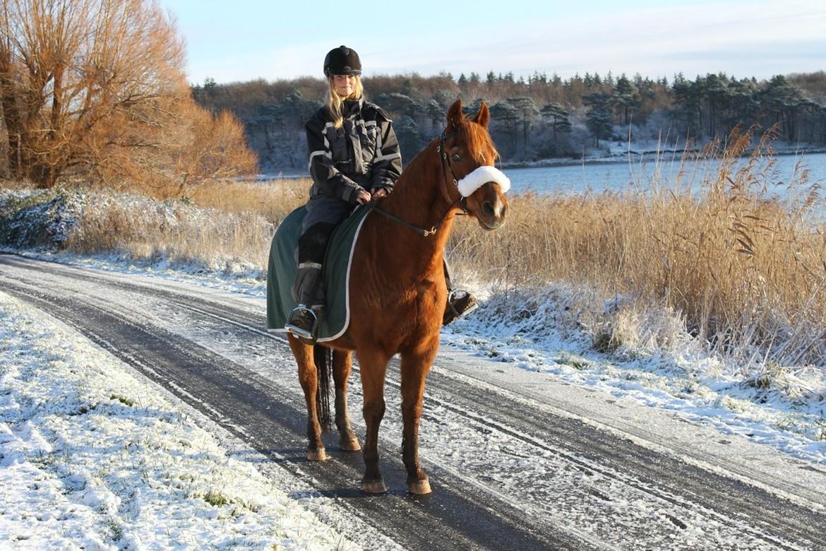 Anden særlig race Axel billede 19