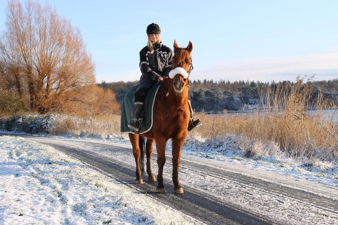 Anden særlig race Axel billede 6