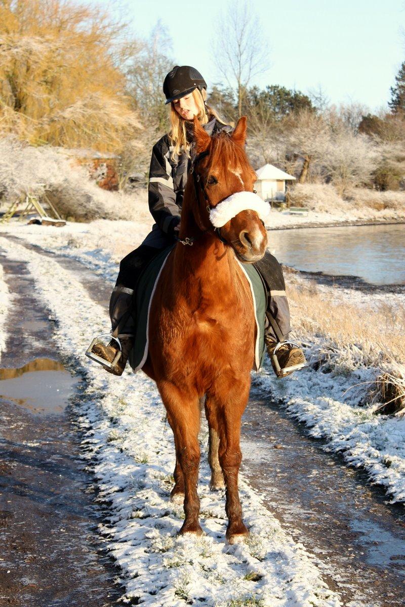 Anden særlig race Axel billede 42