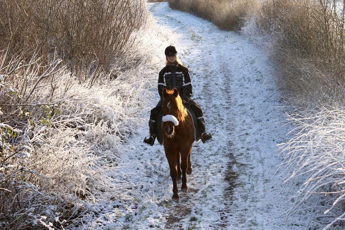 Anden særlig race Axel billede 35