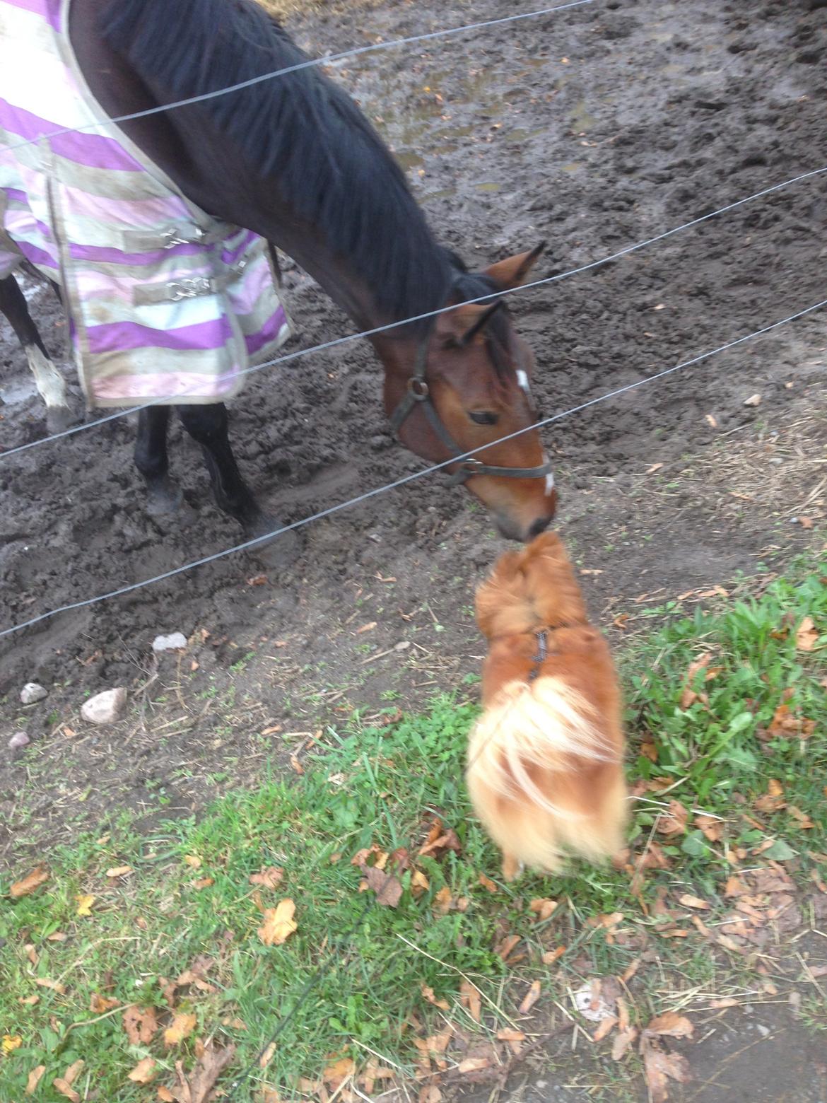 Anden særlig race Siegård's Jolie Marie - Jolie hilser på hunden :) billede 15
