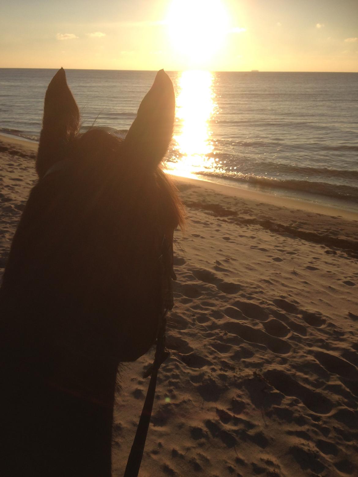 Anden særlig race Siegård's Jolie Marie - Skøn strand tur! billede 16