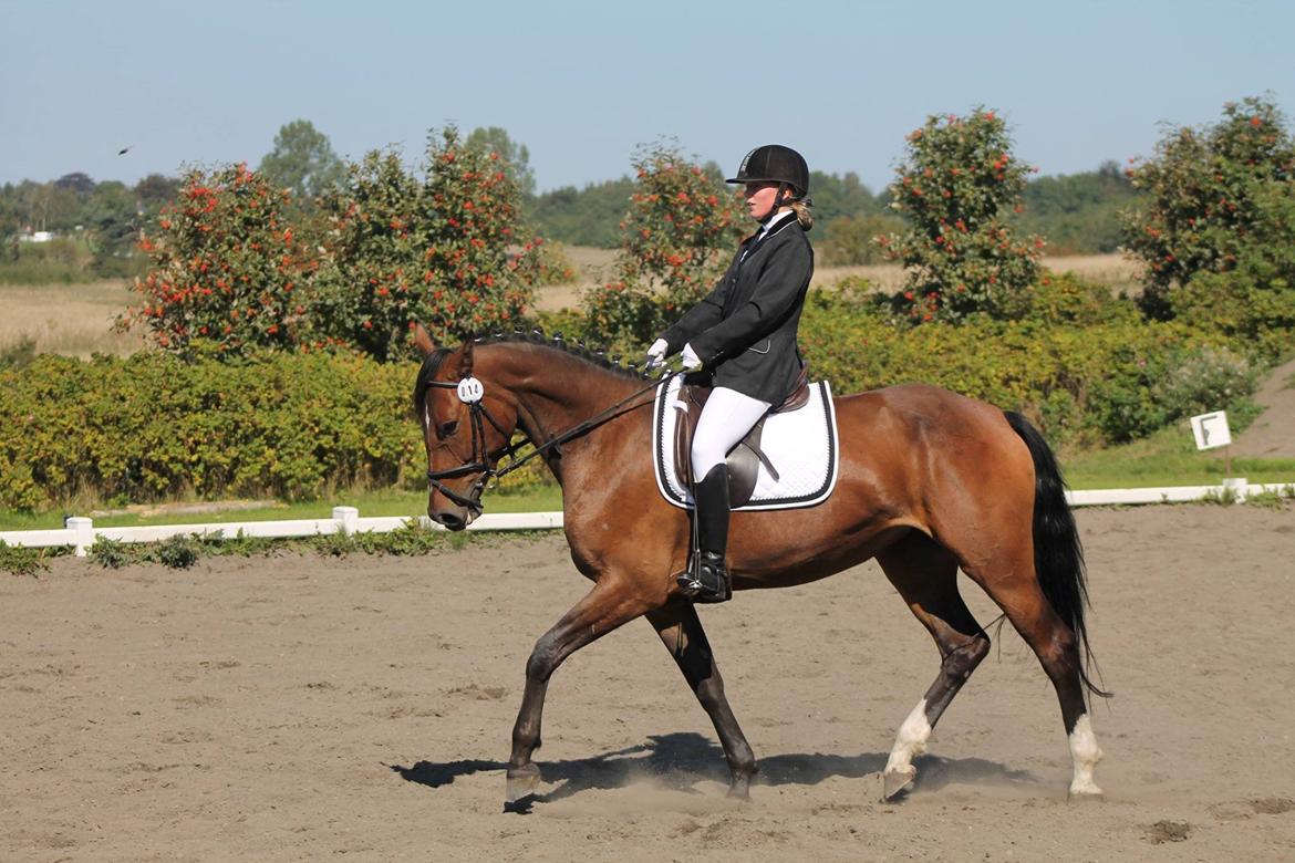 Anden særlig race Siegård's Jolie Marie - Klubmesterskaberne 2014 billede 17