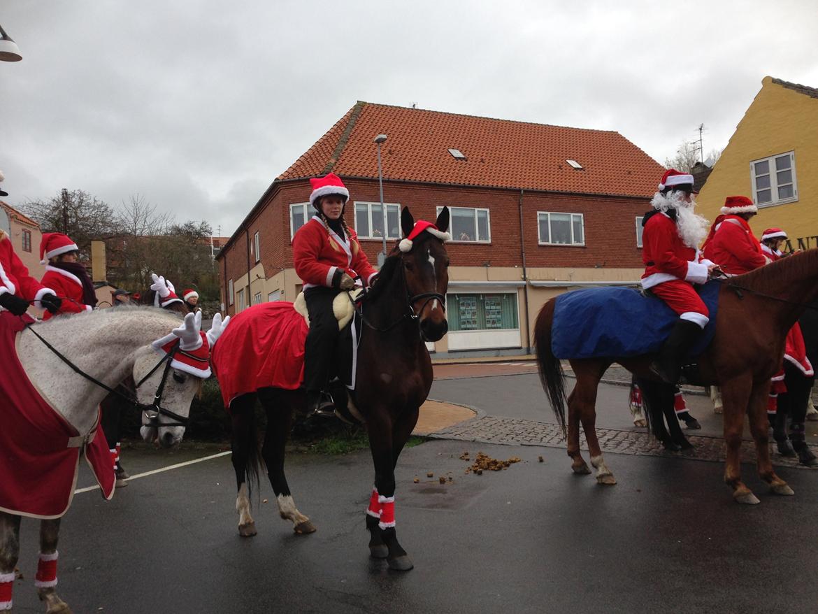 Anden særlig race Siegård's Jolie Marie - Første juleridning 2014. Dygtige lille hest! :D billede 19