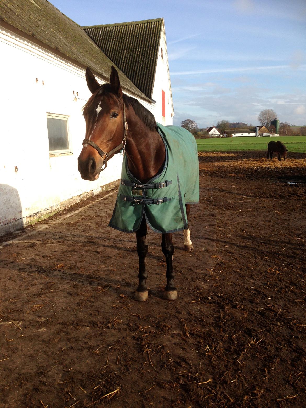 Anden særlig race Siegård's Jolie Marie - Siegårds Jolie Marie :) Grønne lille hest :D billede 1