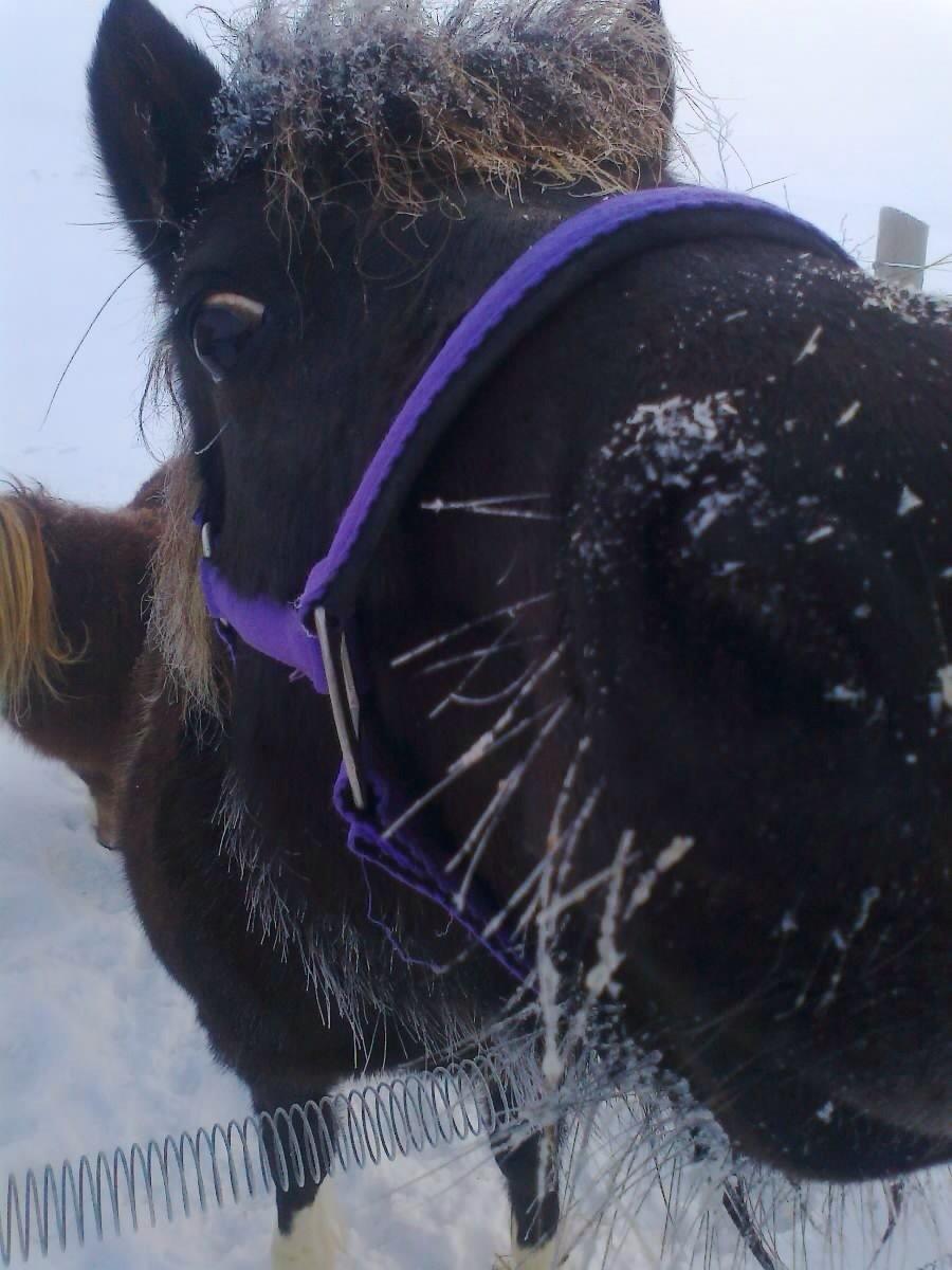 Anden særlig race Mithel billede 1