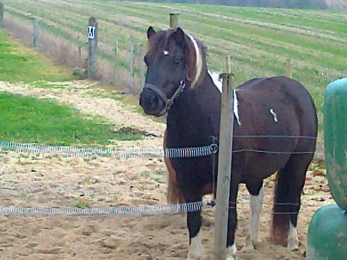 Anden særlig race Mithel billede 2
