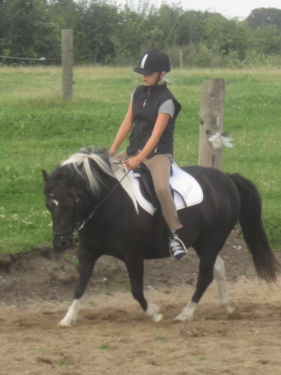 Anden særlig race Mithel billede 4