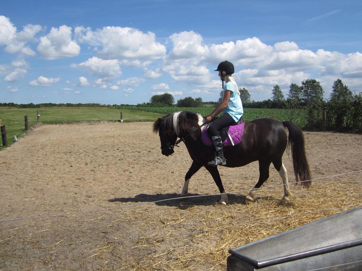 Anden særlig race Mithel billede 9