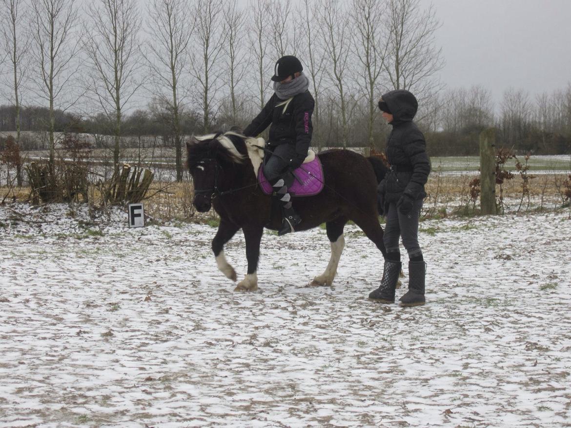 Anden særlig race Mithel billede 10
