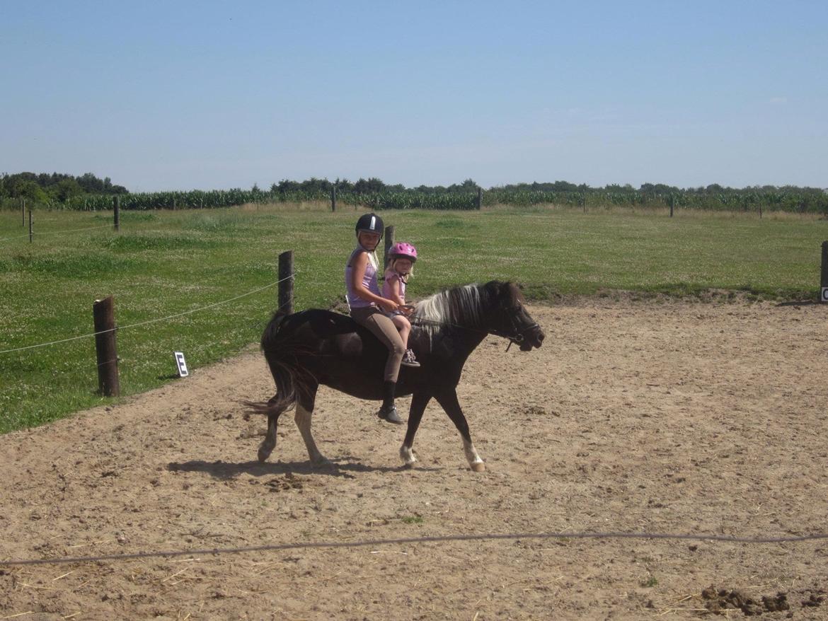 Anden særlig race Mithel billede 12
