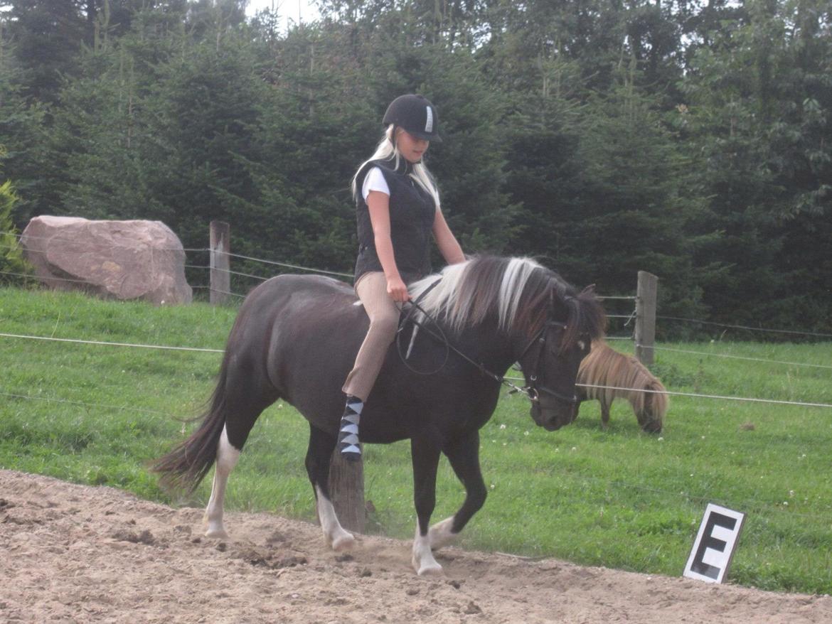 Anden særlig race Mithel billede 16