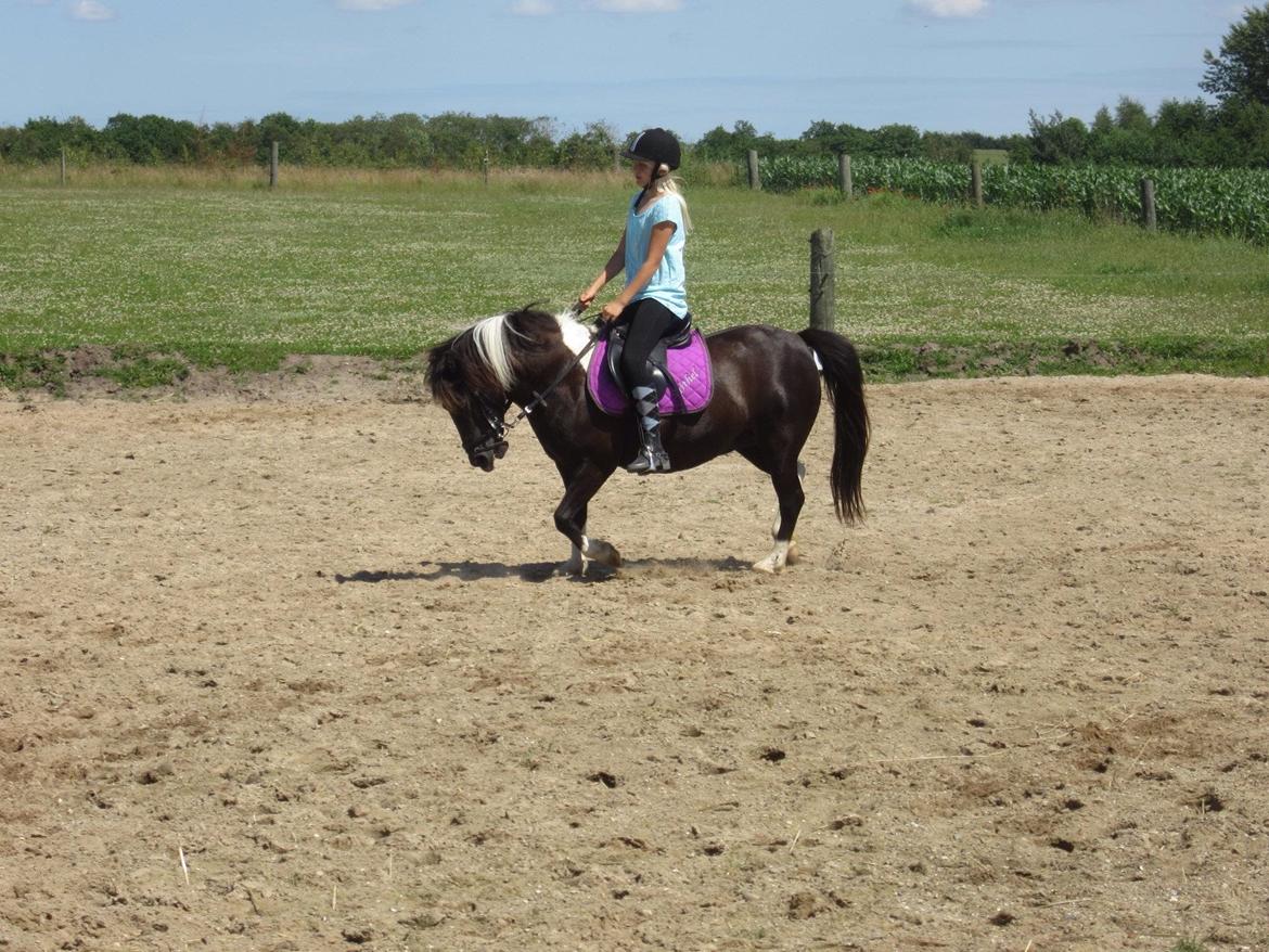 Anden særlig race Mithel billede 19