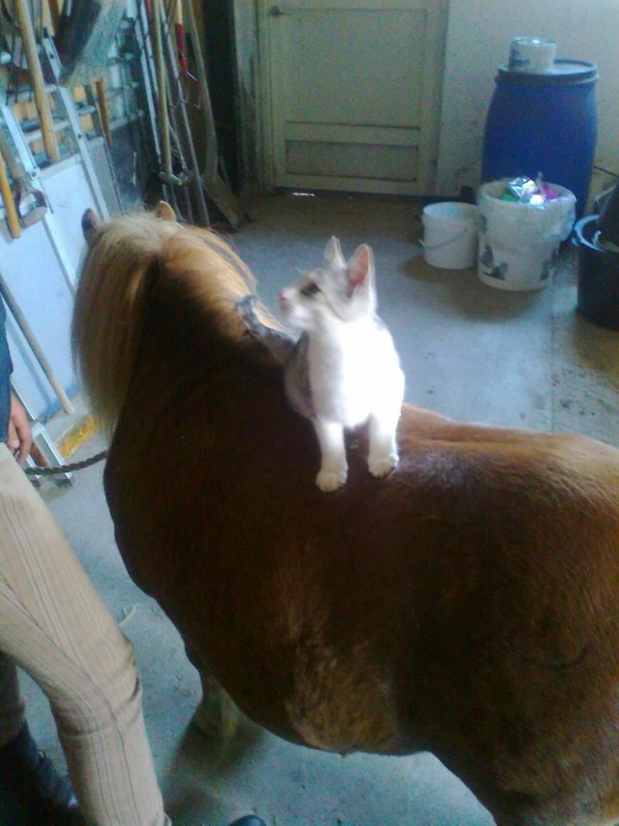 Shetlænder Lover Boy billede 1