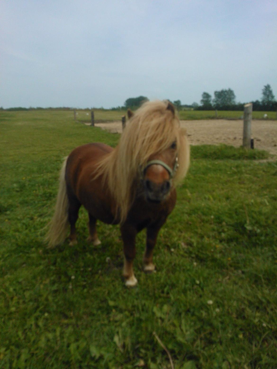 Shetlænder Lover Boy billede 2