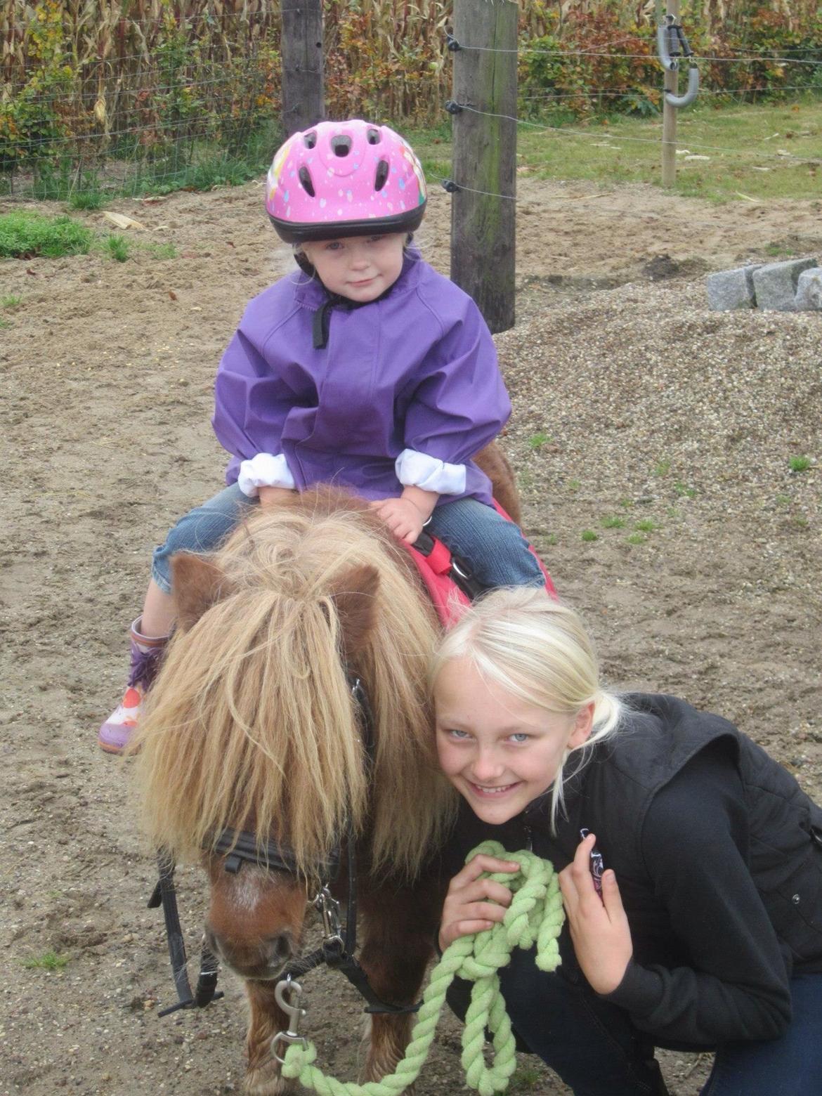 Shetlænder Lover Boy billede 9