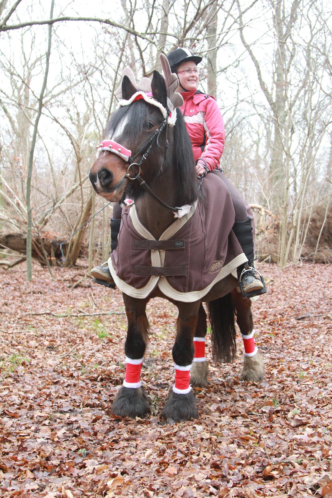 Irish Cob Romany's Hot Chokolate <3 R.I.P <3 - Chokolate og jeg på jule skovtur :) <3 billede 19
