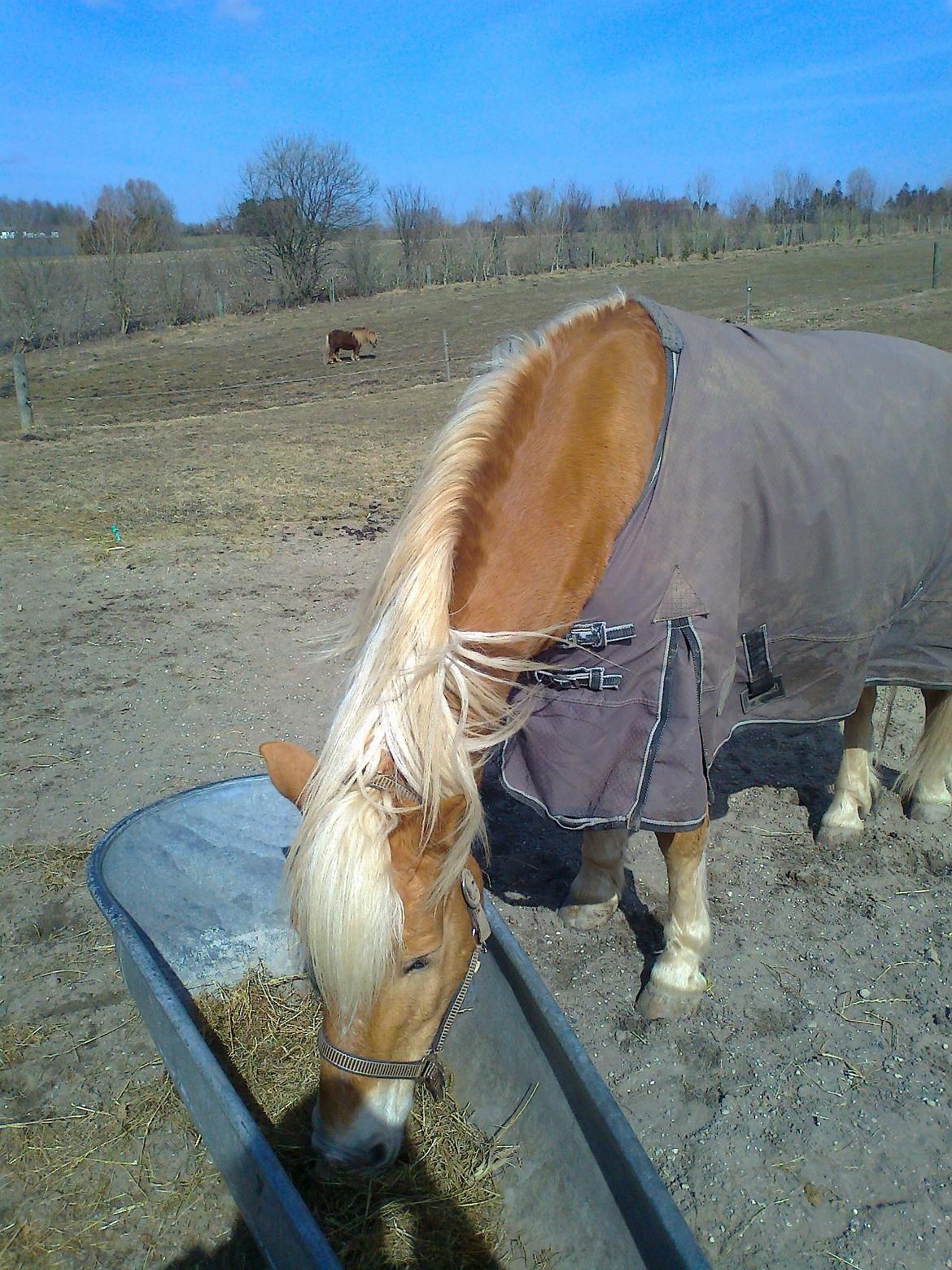 Haflinger Tarzan billede 1