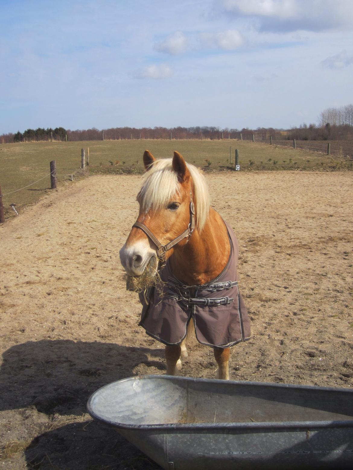 Haflinger Tarzan billede 2