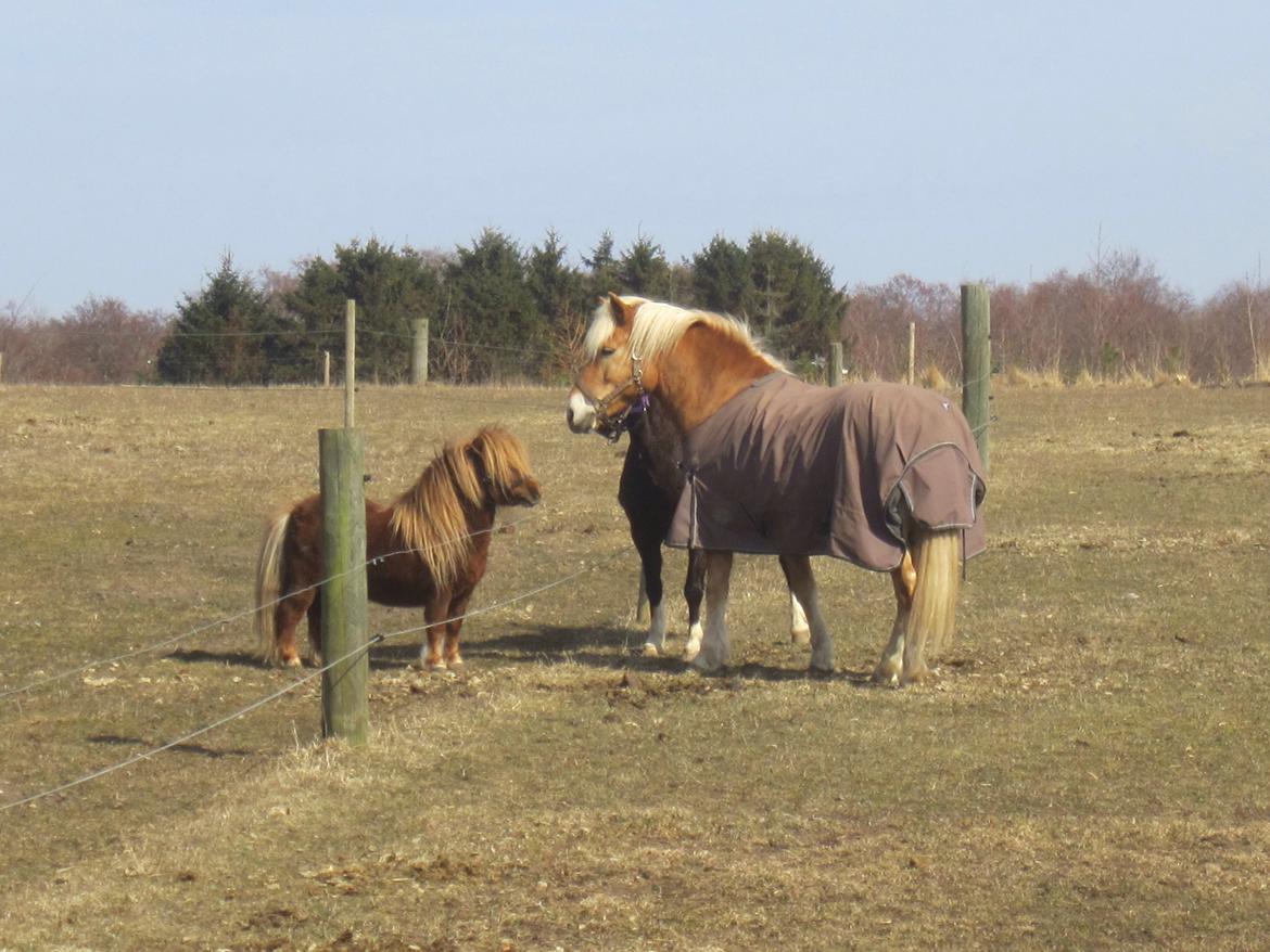 Haflinger Tarzan billede 7