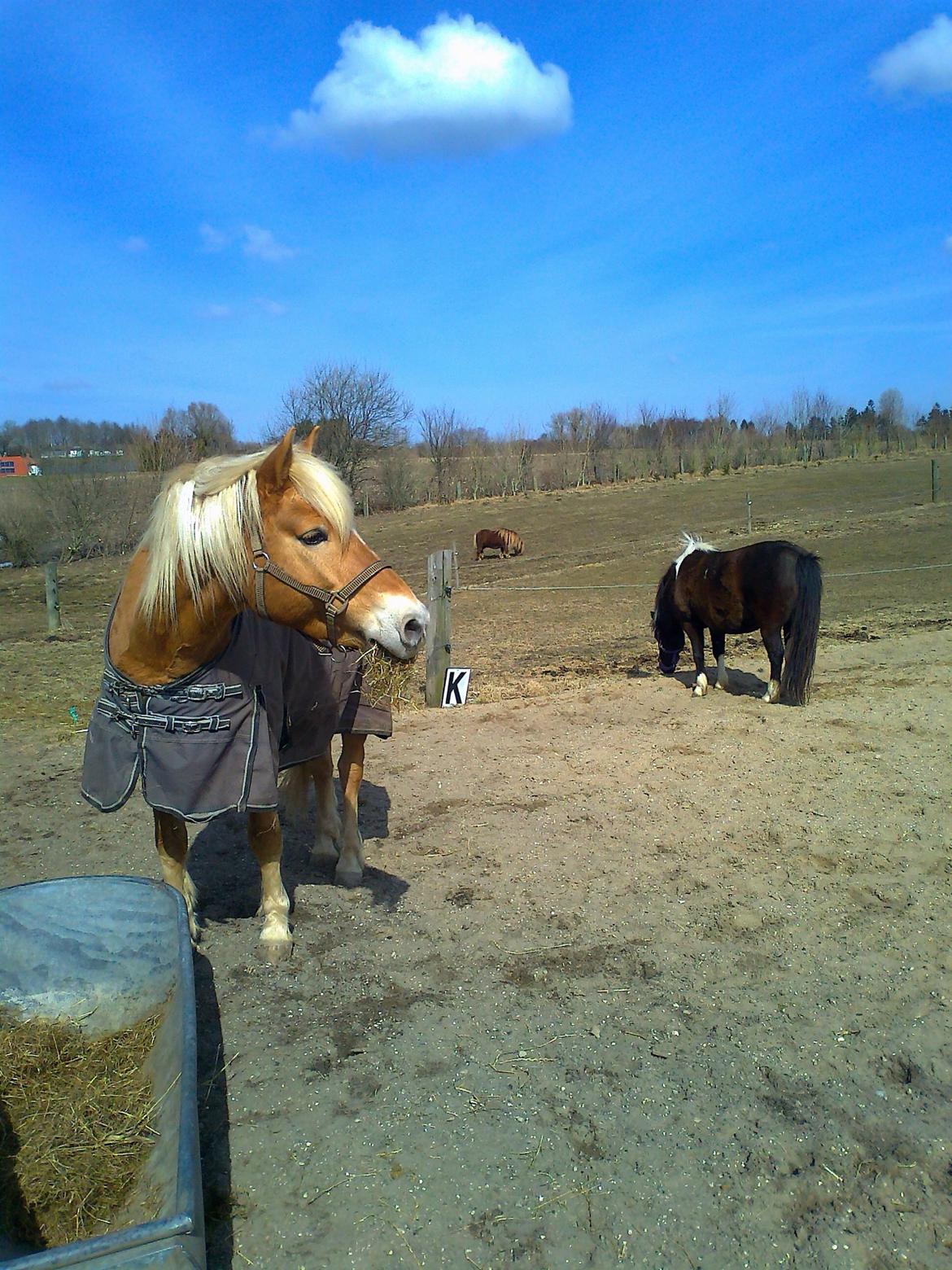 Haflinger Tarzan billede 8