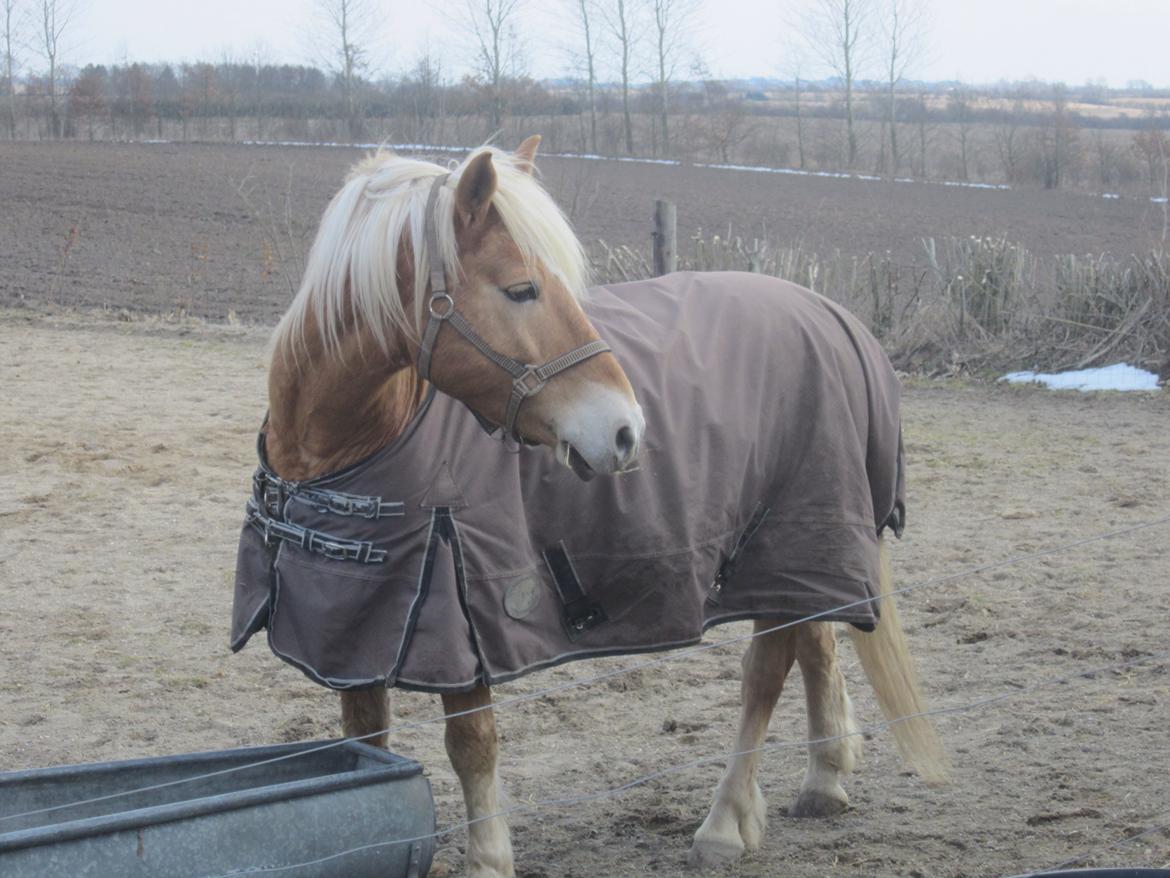 Haflinger Tarzan billede 10