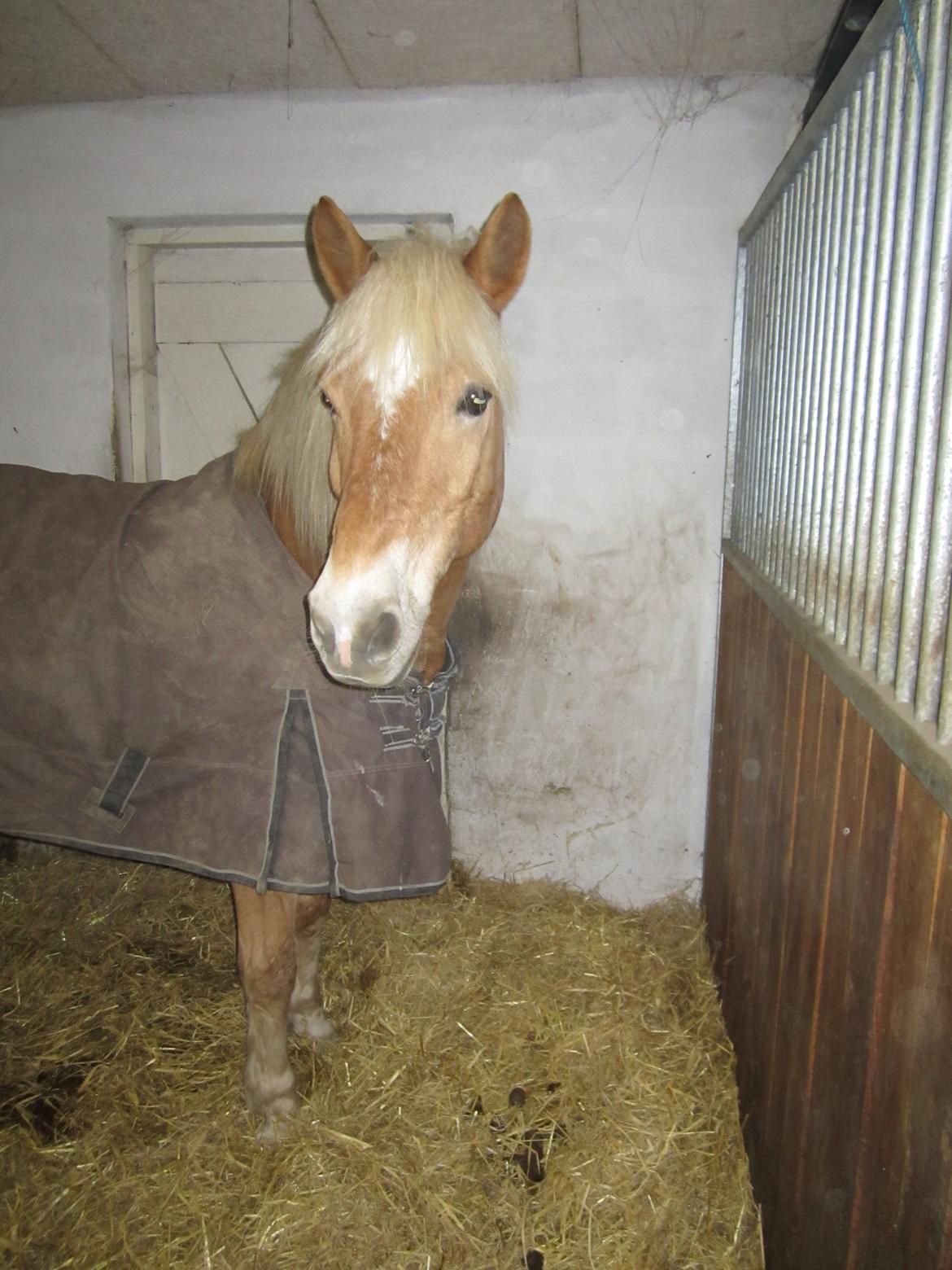 Haflinger Tarzan billede 11