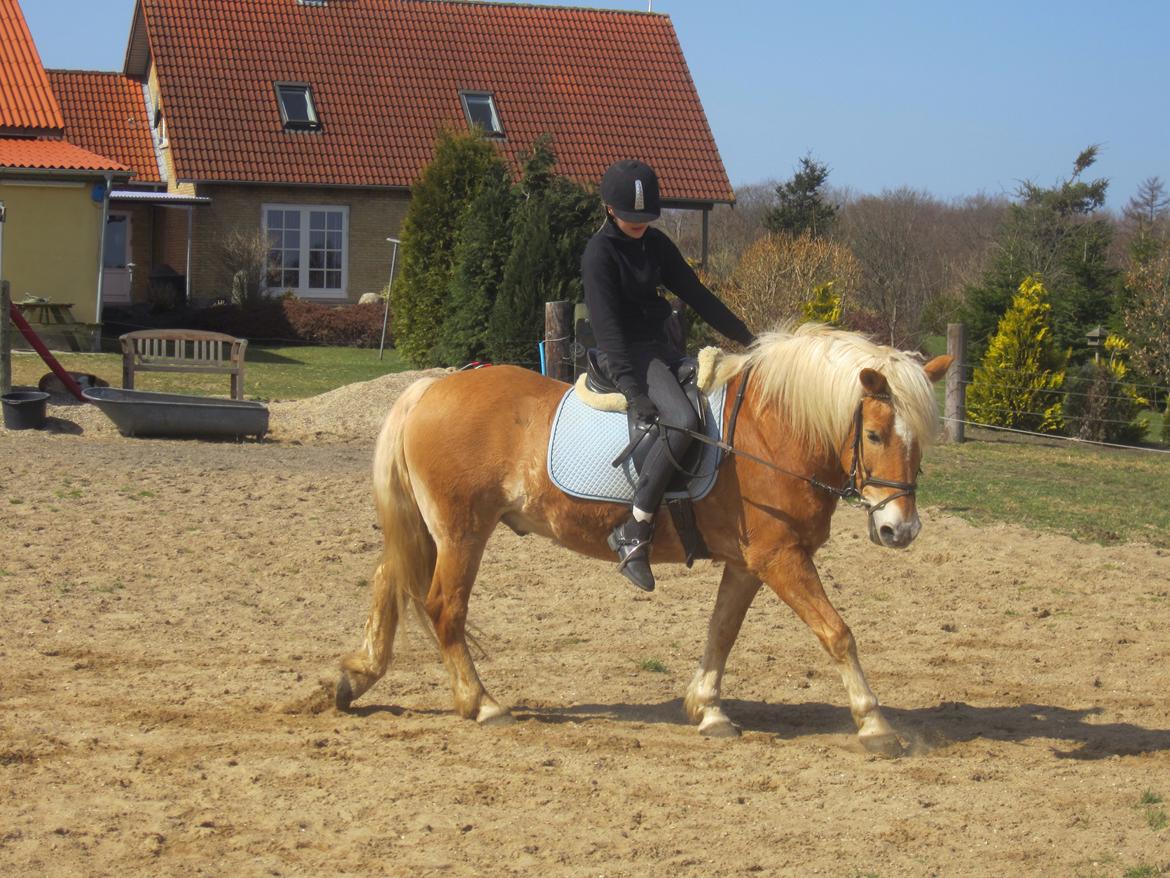 Haflinger Tarzan billede 13