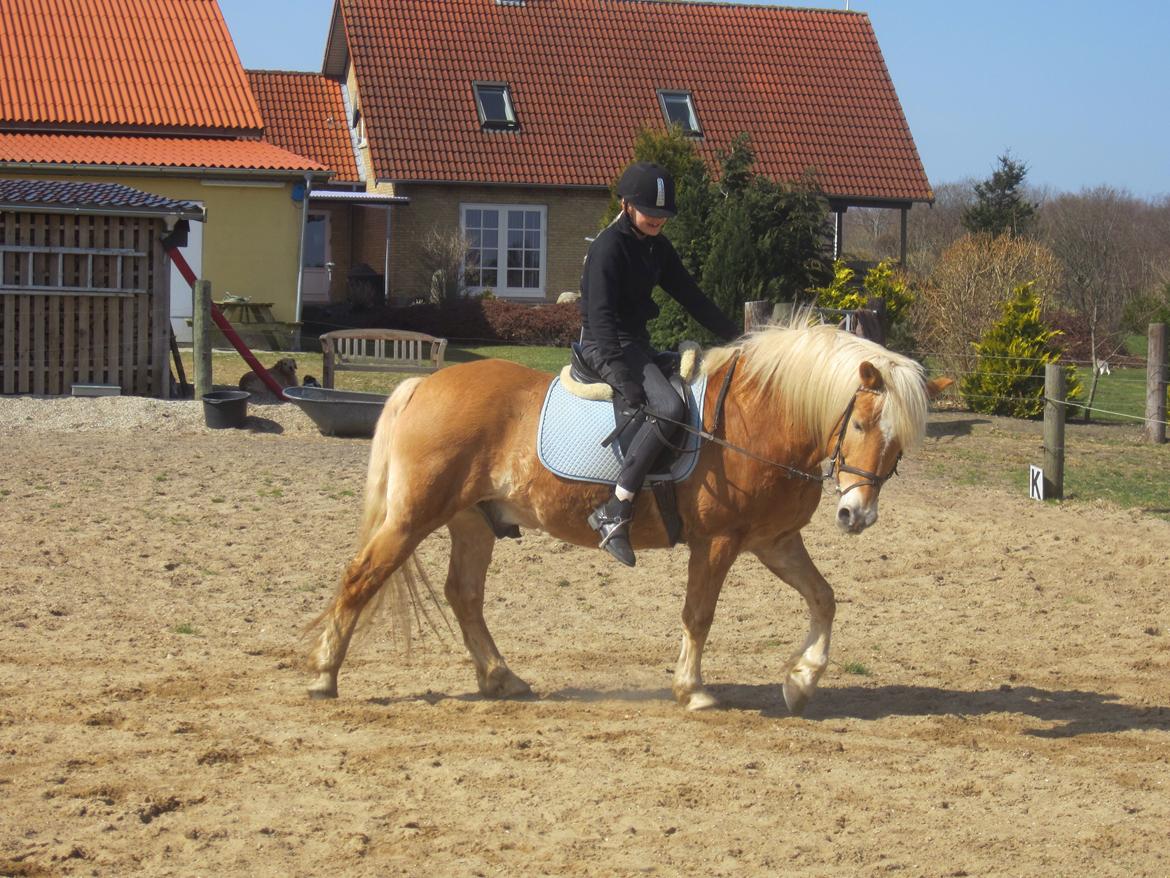 Haflinger Tarzan billede 14