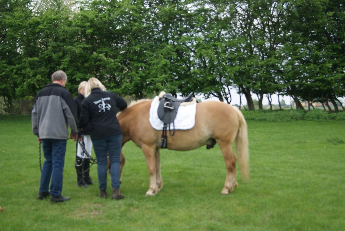 Haflinger Tarzan billede 16