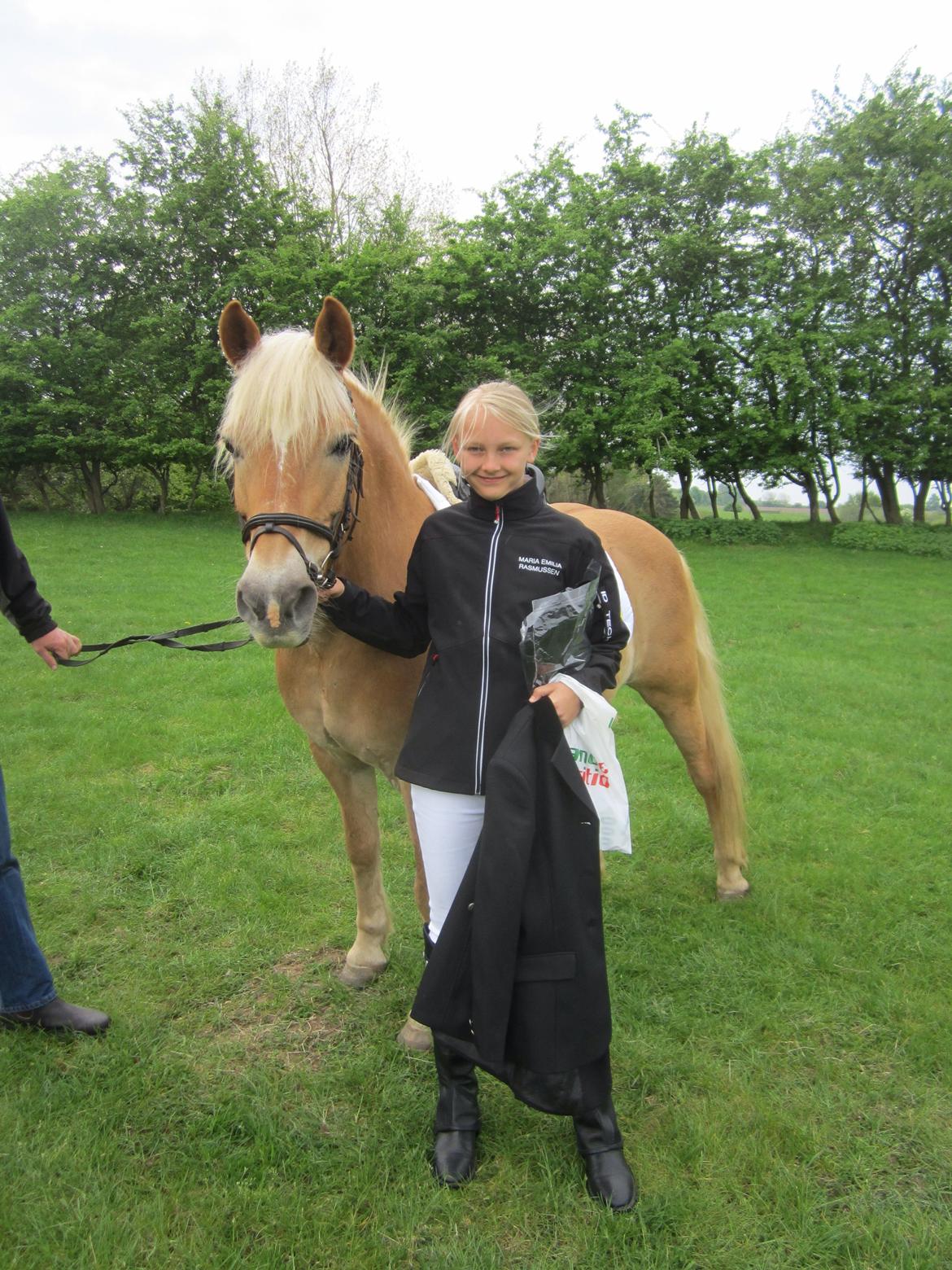 Haflinger Tarzan billede 17