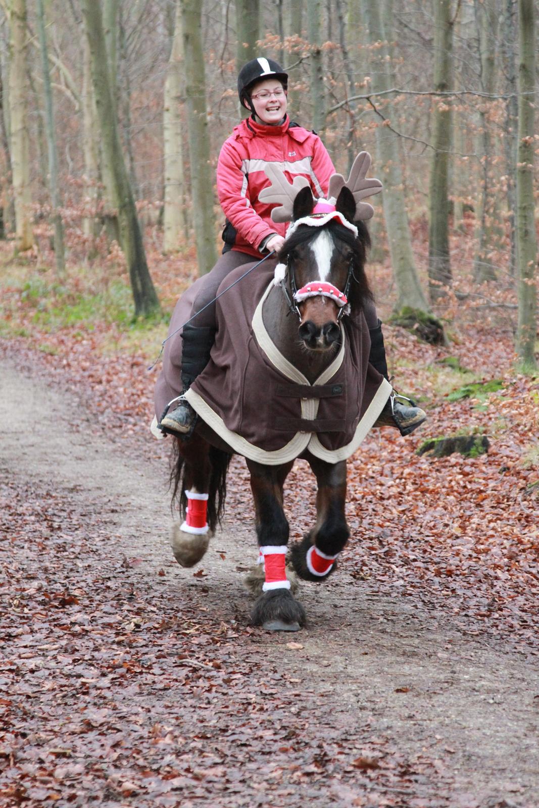 Irish Cob Romany's Hot Chokolate <3 R.I.P <3 - Chokolate og jeg på jule skovtur :) <3 billede 20