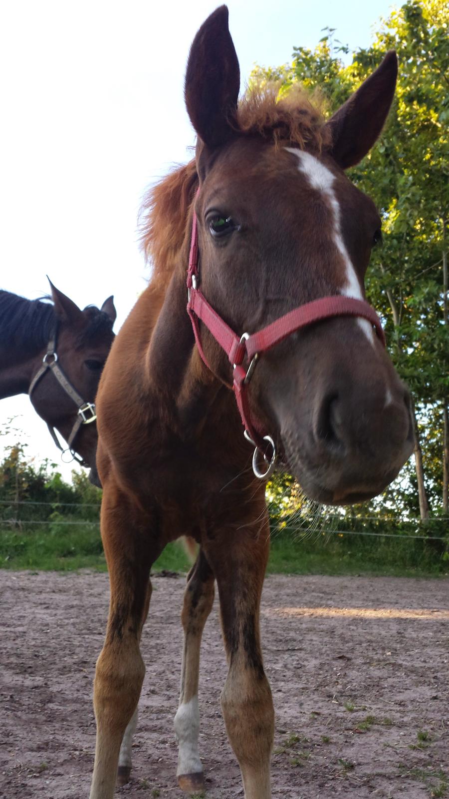 DSP Keilow's I'm Alive  (Liv) billede 2