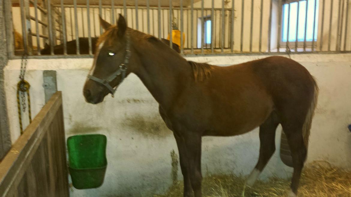 DSP Keilow's I'm Alive  (Liv) billede 3