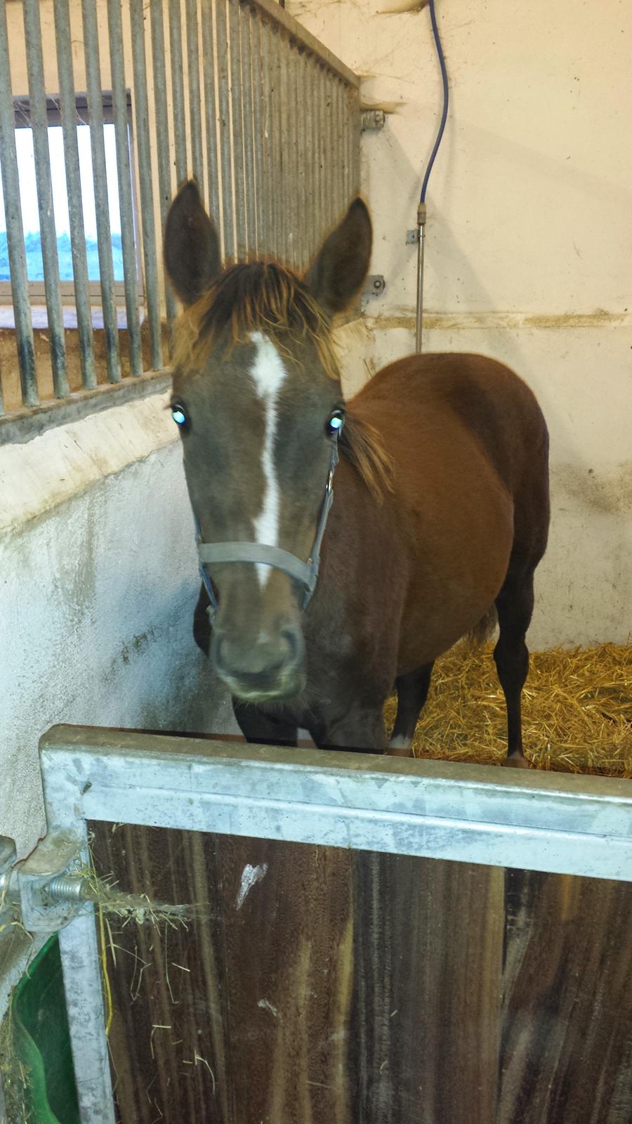 DSP Keilow's I'm Alive  (Liv) billede 4