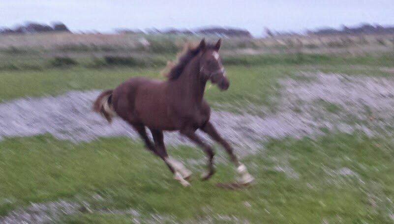 DSP Keilow's I'm Alive  (Liv) billede 5