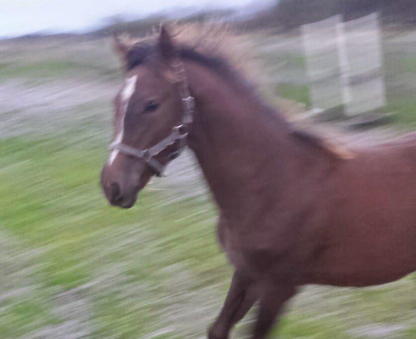 DSP Keilow's I'm Alive  (Liv) billede 6